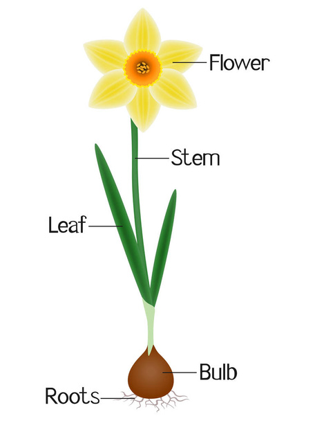 An illustration showing parts of a daffodil plant. - Vector, Image