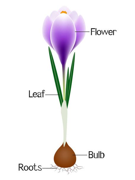 Een illustratie van de delen van een paarse crocus plant. - Vector, afbeelding