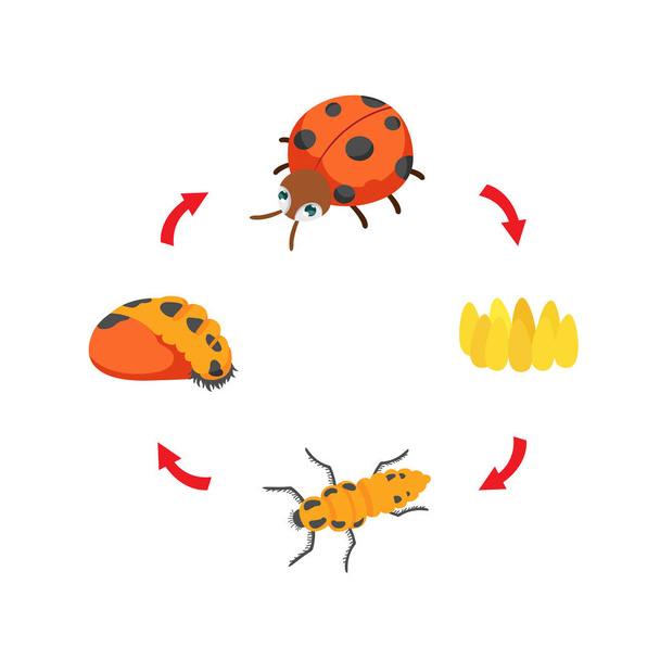 illüstrasyon yaşam döngüsü uğur böceği vektör - Vektör, Görsel