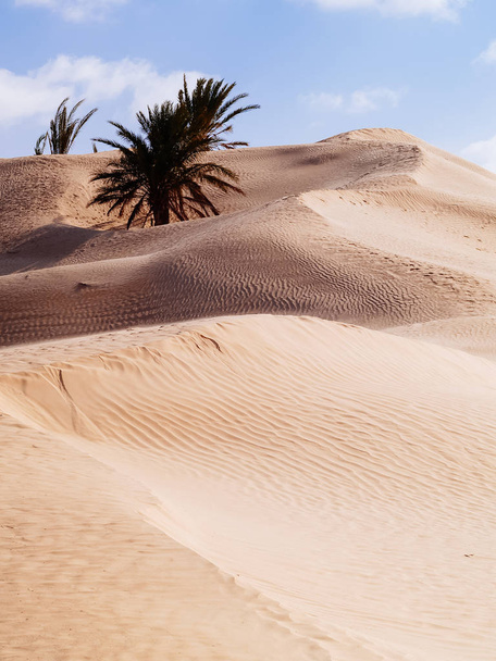 wydmy pustyni sahara, Błękitne niebo, w pobliżu Douz Tunezja Afryka - Zdjęcie, obraz
