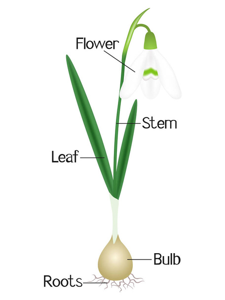 Een illustratie van de delen van een plant snowdrop. - Vector, afbeelding