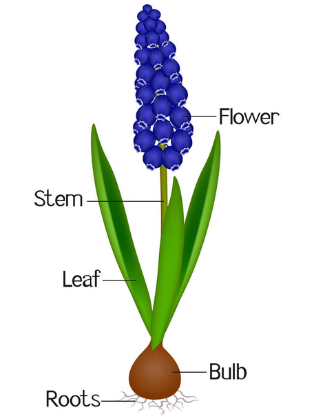 Μια εικόνα που δείχνει τμήματα ενός φυτού muscari μπλε Υάκινθος σταφυλιών. - Διάνυσμα, εικόνα