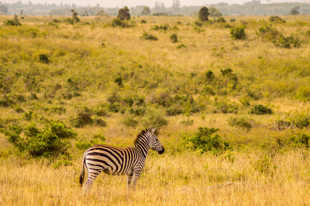Elszigetelt zebra Nairobi Park Ke savannah vidéken - Fotó, kép