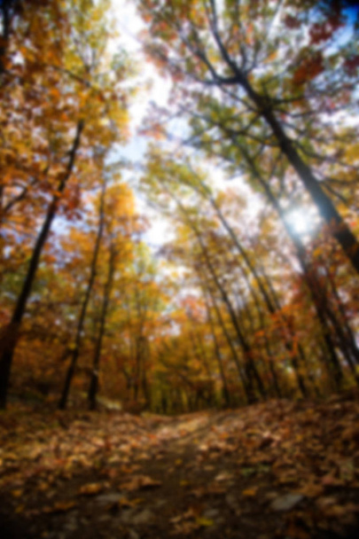 forest trail in fall with sunlight coming through colorful trees - Foto, afbeelding