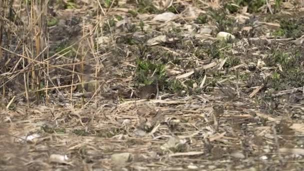 turdus merula mirlo común
 - Metraje, vídeo
