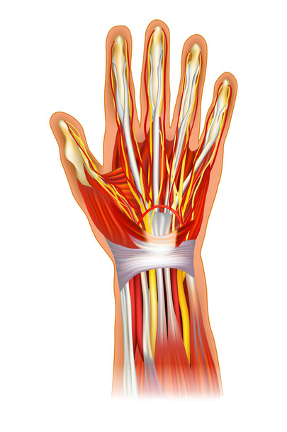 人間の手の解剖学のイラスト。手首学習骨と筋肉の解剖学.  - ベクター画像