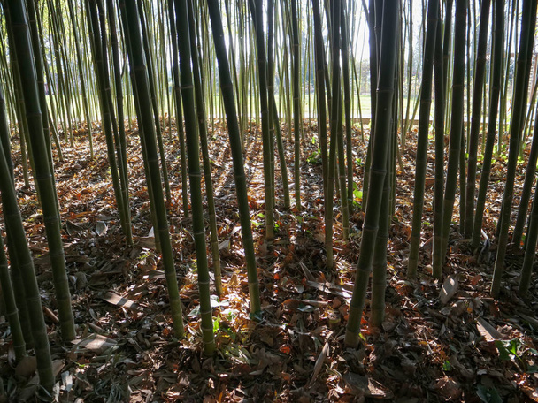Sous-bois de bambou
 - Photo, image