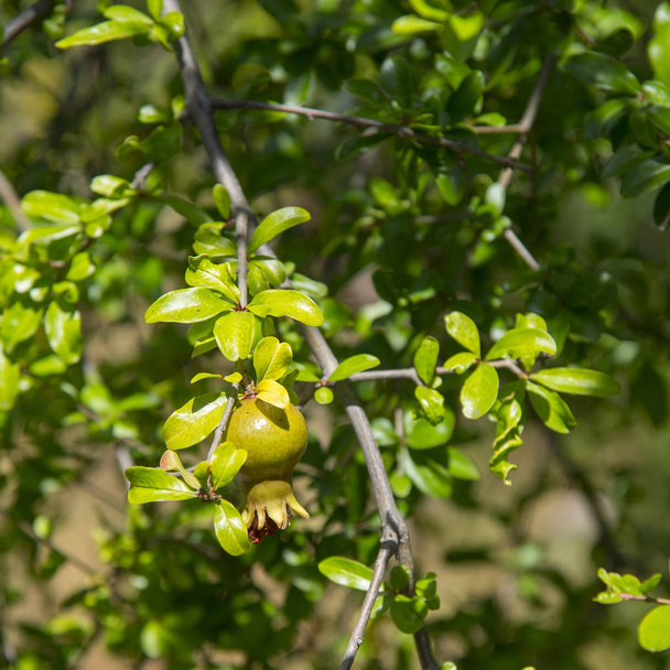ザクロの木の果実 - 写真・画像