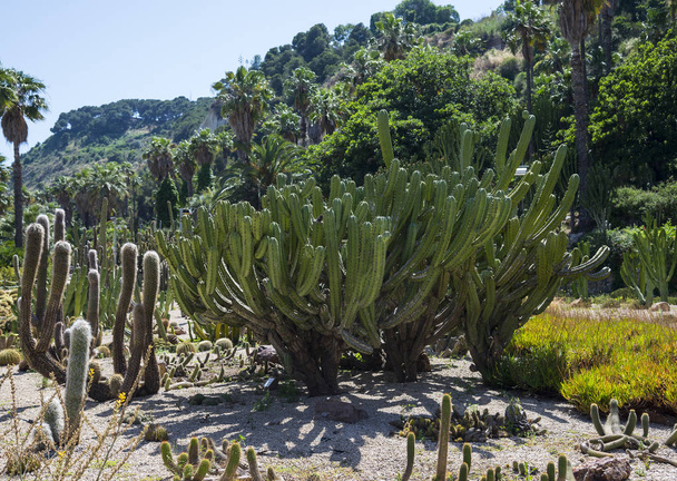 Iso kaktukset puistossa Barcelonassa
 - Valokuva, kuva