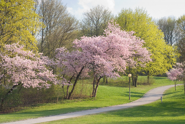 tavaszi sétány - Fotó, kép