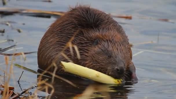 Dolgozó Beavers - Felvétel, videó