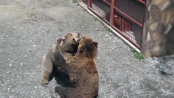 Barna medve rabul ejti, belépjenek állatkert park - Felvétel, videó