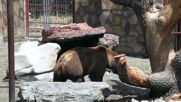 Barna medve rabul ejti, belépjenek állatkert park - Felvétel, videó