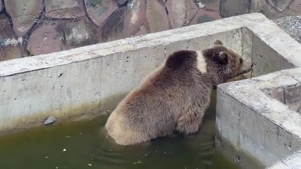 Ruskea karhu valloittaa tehostamalla eläintarha puistossa
 - Materiaali, video