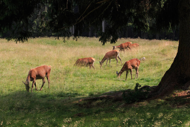 deer in the natural park of Panneggio (Trentino Alto Adige) - Photo, Image