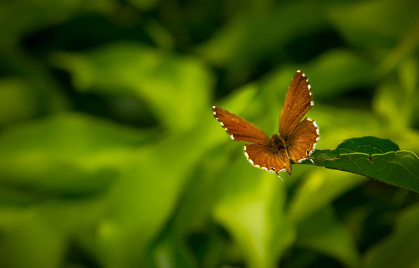 Geranium bronz Butterfly makro - Fotografie, Obrázek
