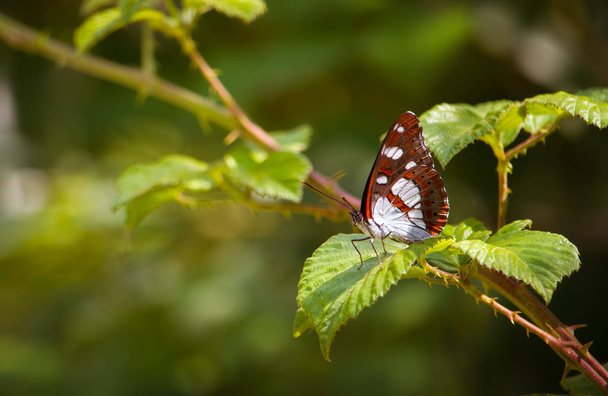 Southern Admiral - Photo, Image