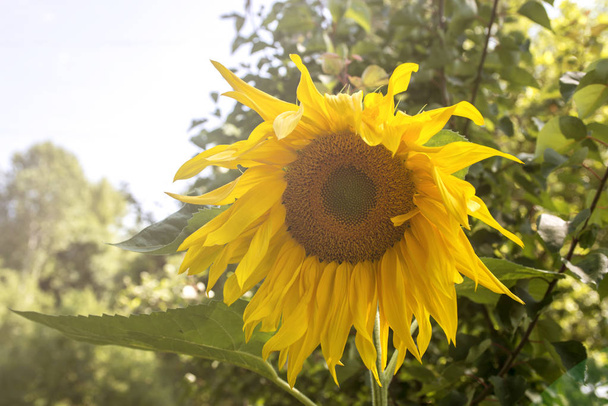 Sonnenblumengarten. Sonnenblumen haben reichlich gesundheitliche Vorteile. Sonnenblumenöl verbessert die Gesundheit der Haut und fördert die Zellregeneration. - Foto, Bild