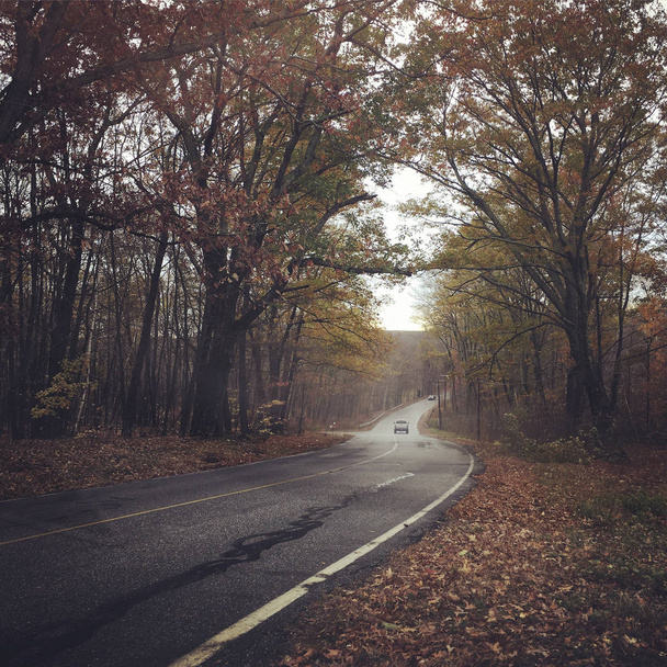 Cars driving on asphalt road between trees in autumn - Photo, image