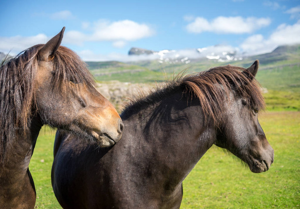Una mandria di cavalli islandesi in un pascolo in Islanda - Foto, immagini