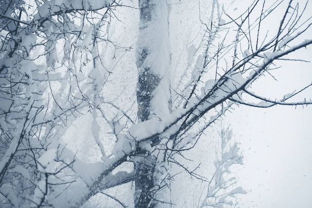 Zimní sněžení v obci. Zasněžené kolaps - Fotografie, Obrázek