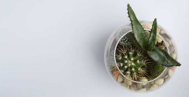Kaktusy i sukulenty w akwarium z ziemi i muszle. Mammillria, Echinocereus pectinatus, aloes. Szare tło minimalistyczny - Zdjęcie, obraz
