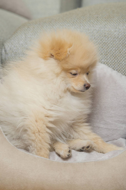 Pomeranian Spitz in dog bed - Foto, afbeelding