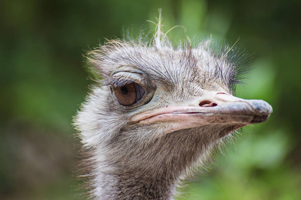 Close Up ostriches portrait. - Foto, afbeelding