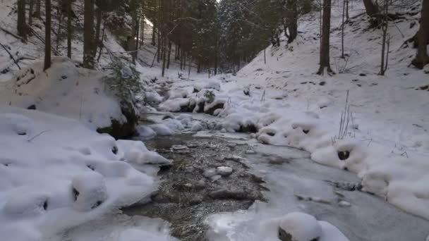 Kış orman dağ dere - Video, Çekim