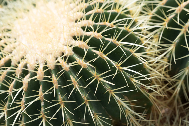 Big green cactus in a botanic garden - Foto, imagen