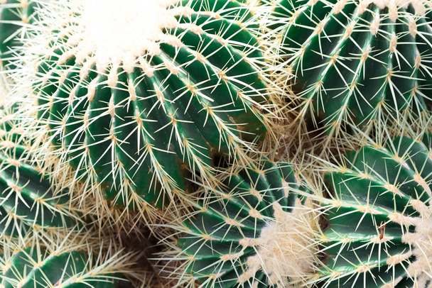 Cactus verde grande en un jardín botánico - Foto, imagen