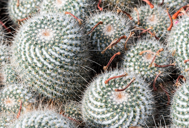 Grote groene cactus in een botanische tuin - Foto, afbeelding
