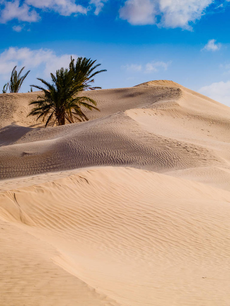 wydmy pustyni sahara, Błękitne niebo, w pobliżu Douz Tunezja Afryka - Zdjęcie, obraz