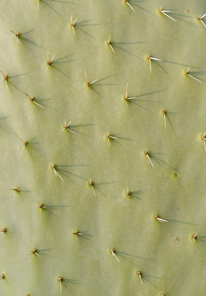 Textura de cactus
 - Foto, Imagen