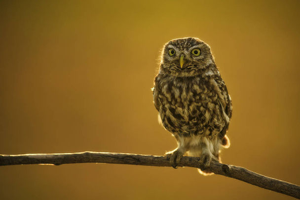 Little Owl - Athene noctua, small beautiful owl from European forest sitting on the branch in nice evening golden light with clear background. - Photo, Image