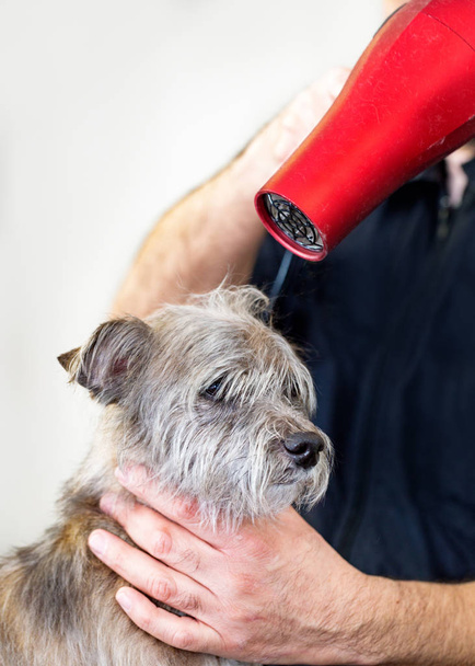 húmedo perro siendo seco por groomer
 - Foto, imagen