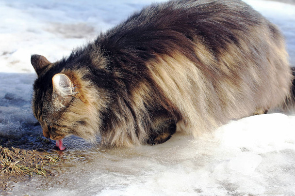 Norská lesní kočka pije vodu sníh ze země v zimě - Fotografie, Obrázek
