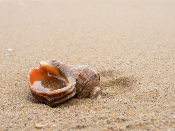 Conchiglia vuota solitaria sulla sabbia
. - Foto, immagini
