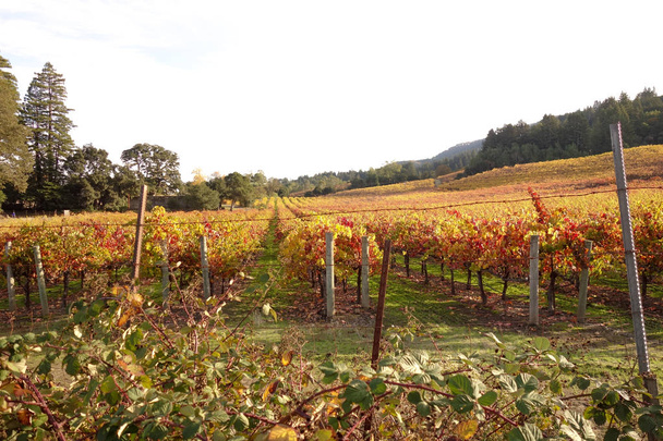 Живописное виноградниковое поле в винодельческой стране округа Сонома в парке Джека Лондона, Глен-Эллен, Калифорния
. - Фото, изображение