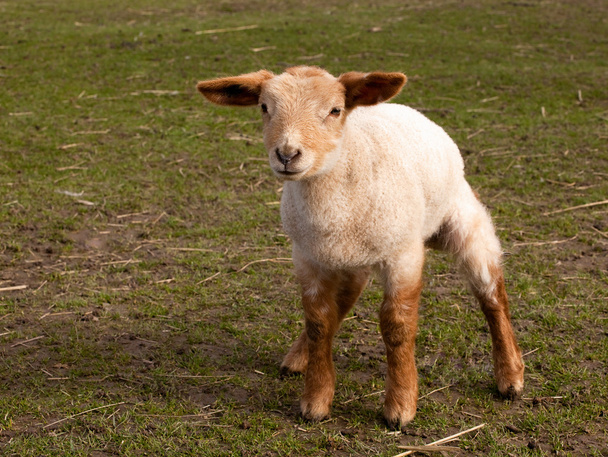 Curieux petit agneau printanier
 - Photo, image