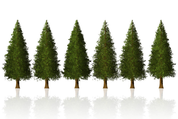Pine Tree row isolated 3D Illustration for graphics design - Zdjęcie, obraz