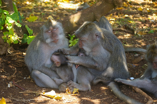 Une famille de singes
 - Photo, image