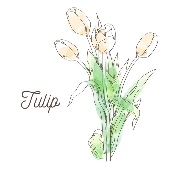 Красивая иллюстрация тюльпанов на белом фоне
 - Вектор,изображение