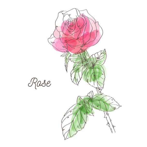 Kaunis vaaleanpunainen ruusu kuvitus valkoisella taustalla
 - Vektori, kuva