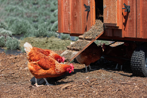 Binnenlandse boerderij kip pluimvee Pasen eieren dorp - Foto, afbeelding