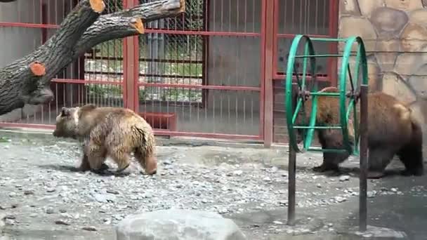 Oso pardo cautivar paso en parque zoológico
 - Metraje, vídeo
