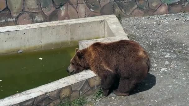 Braunbär fesselt Schritt in Zoo-Park - Filmmaterial, Video