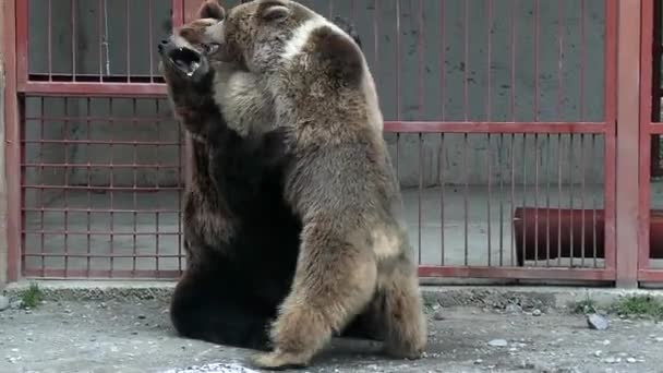 Ruskea karhu valloittaa tehostamalla eläintarha puistossa
 - Materiaali, video