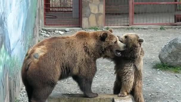 urso marrom cativar pisar no parque zoológico
 - Filmagem, Vídeo