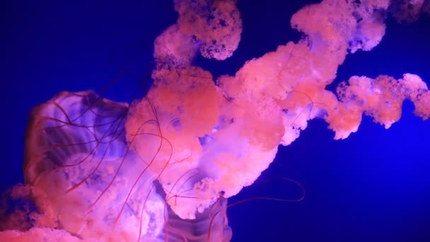 Exotische Meerestiere schwimmen im Aquarium - Filmmaterial, Video